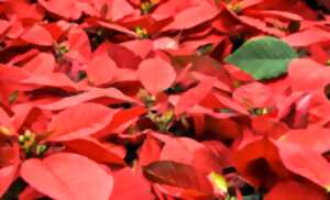 photo Marché de Noël | Saussignac