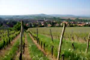 photo Marche du Téléthon