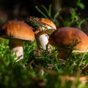 photo Repas traditionnel - Journée champignons