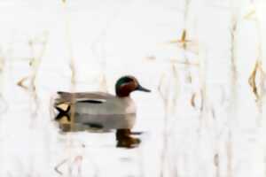 photo Animation Objectif Brenne pour le Téléthon