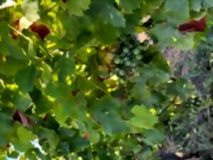 photo Exposition : Le Jurançon, vin des rois et roi des vins