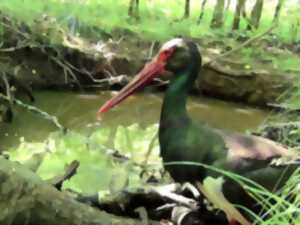 photo Exposition photos et vidéos de cigognes noires