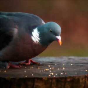 photo Repas palombes