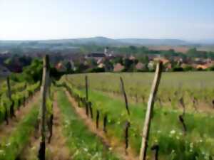 photo Marche du Téléthon