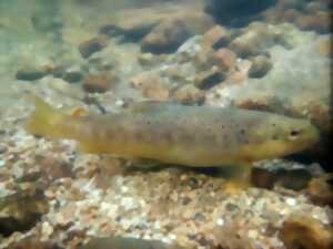 photo SORTIE OBSERVATION DES POISSONS