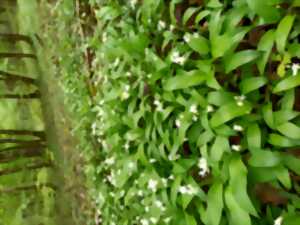 photo Stage Botanique et Usages des Plantes