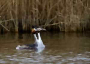 photo Entre ciel et eau, une immersion dans le monde des oiseaux d'eau