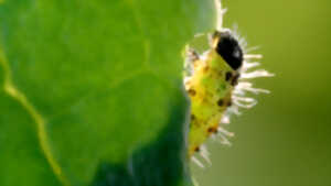 photo Ciné-débat : Le petit peuple du potager