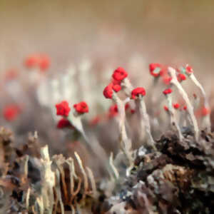 photo Exposition : Polychromes... Polymorphes...