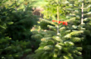 photo Marché du Sapin
