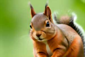 Spectacle de rue en déambulation : Le Manège aux Écureuils