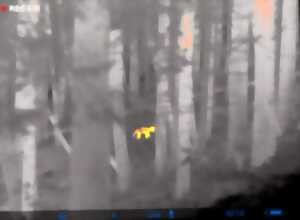 Observation nocturne des mammifères vosgiens