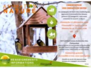 Observation des oiseaux en hiver