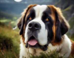 photo Le Syndrome du Saint Bernard