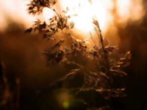 photo Exposition : perception végétale