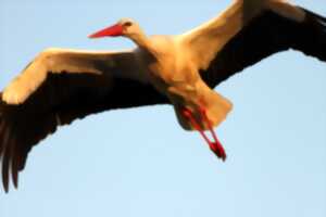 photo Les cigognes blanches hivernantes