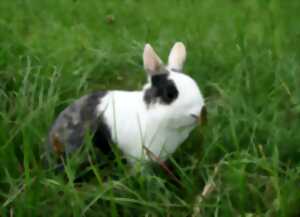 photo Exposition avicole