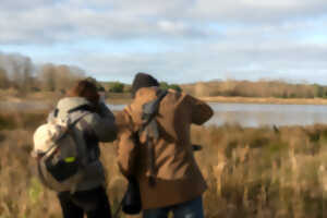 photo Formation aux oiseaux du littoral : les oiseaux hivernants du bassin d'Arcachon