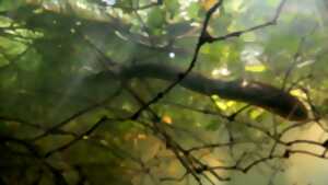 photo Ciné-débat : Le fleuve invisible, un trésor sous la plaine du Rhin