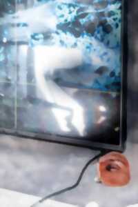 photo Vernissage : In silico