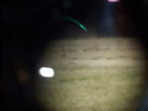 photo Cluedo : mais où est passé le courlis ?