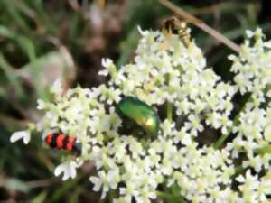 photo Sortie Insectes et Plantes