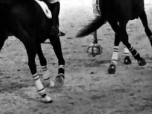 photo Concours régional de Horse-Ball