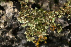 photo BIODIVERSITÉ, NOUVEAUX OUTILS ET INITIATIVES D'INVENTAIRES