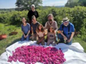 photo CUEILLETTE DES ROSES