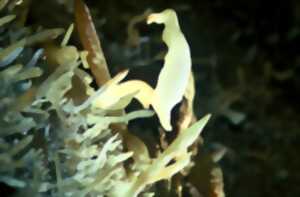 photo Février Gourmand à la grotte de Maxange