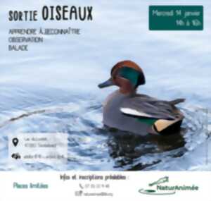 photo Sortie Oiseaux