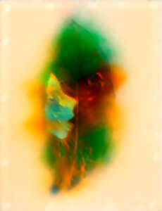 photo Chères créatures - exposition collections dans les murs