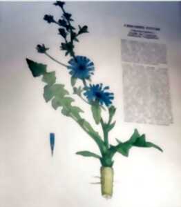 photo Atelier Plantes Médicinales