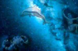 photo Voyage dans les étoiles et les mythes grecs