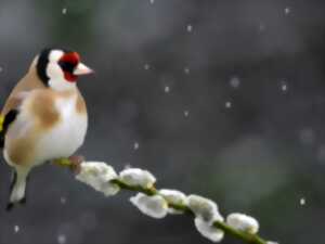 photo Conférence Oiseaux de nos jardins