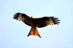 photo BALADE NATURALISTE : DÉCOUVERTE DES RAPACES ET PLANTES COMESTIBLES