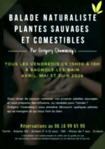 photo BALADE NATURALISTE : PLANTES SAUVAGES ET COMESTIBLES
