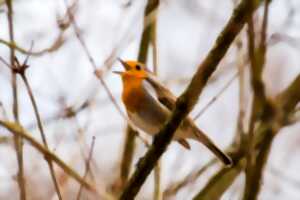 photo BALADE NATURALISTE : CRIS ET CHANTS DES OISEAUX