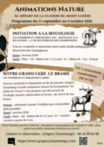 photo ANIMATION NATURE : BRAME DU CERF