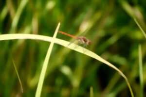 photo Libellules, toute en légèreté... à l'Étang de Beaumont
