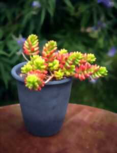 photo Printemps à l'atelier de la poterie Au Grès du Temps