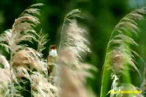 photo Exposition photo Le roseau, source de vie