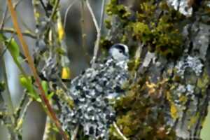 photo La faune sauvage du bocage