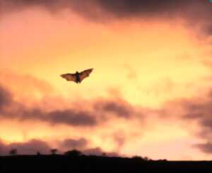 photo Présentation et discussion sur la faune nocturne