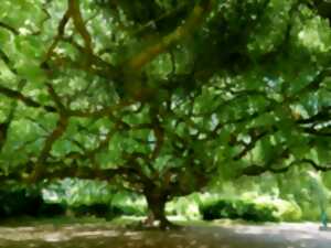 photo Ciné-débat - Les arbres remarquables