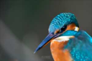 photo Rencontre artiste : Pierre Laborde