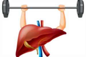 photo Soutenir le foie - Renaitre au printemps