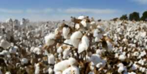 photo Déshabillez-moi : du champ de coton aux textiles