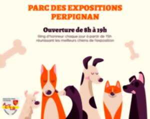 photo PERPIGNAN CATALOGNE - PYRENEES DOG SHOW