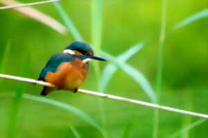 photo Les oiseaux au fil des saisons